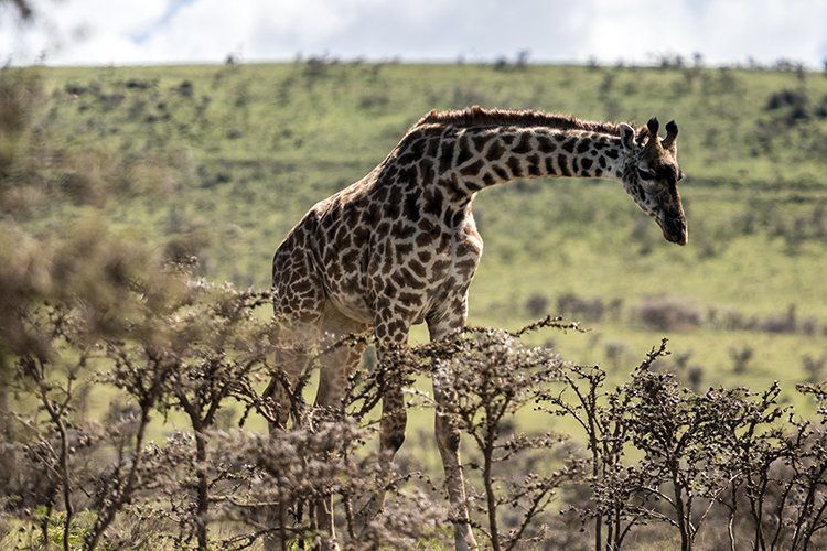 TZA ARU Ngorongoro 2016DEC23 053